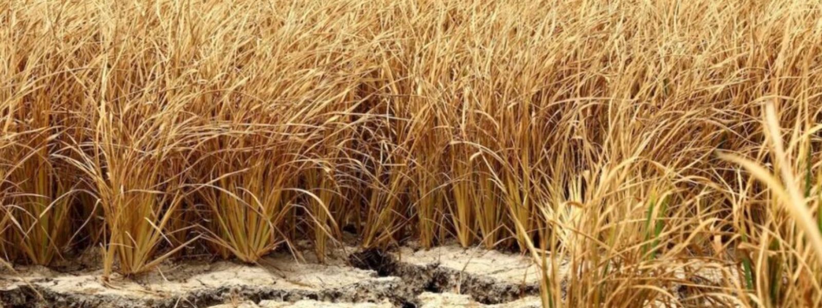 Crop damage due to dry spell exceeds 60,000 acres
